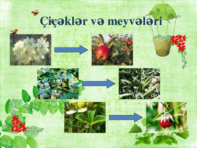 Çiçəklər və meyvələri Давай поговорим о том, как из цветков развиваются плоды и семена. 5