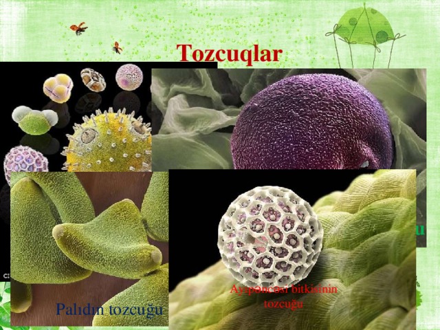 Tozcuqlar У различных растений зерна пыльцы имеют разные размеры, форму и окраску. Qızılağac tozcuğu Ayıpəncəsi bitkisinin tozcuğu Palıdın tozcuğu 5
