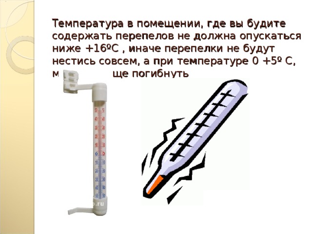 Температура в помещении, где вы будите содержать перепелов не должна опускаться ниже +16ºС , иначе перепелки не будут нестись совсем, а при температуре 0 +5º С, могут вообще погибнуть