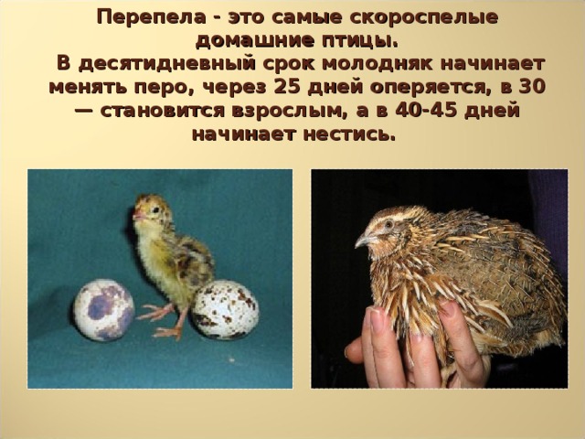 Перепела - это самые скороспелые домашние птицы.  В десятидневный срок молодняк начинает менять перо, через 25 дней оперяется, в 30 — становится взрослым, а в 40-45 дней начинает нестись.