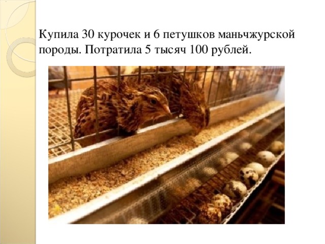 Купила 30 курочек и 6 петушков маньчжурской породы. Потратила 5 тысяч 100 рублей.