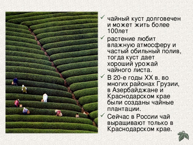 чайный куст долговечен и может жить более 100лет растение любит влажную атмосферу и частый обильный полив, тогда куст дает хороший урожай чайного листа. В 20-е годы XX в. во многих районах Грузии, в Азербайджане и Краснодарском крае были созданы чайные плантации. Сейчас в России чай выращивают только в Краснодарском крае.