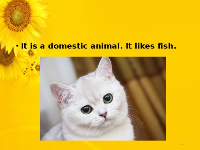 It is a domestic animal. It likes fish.