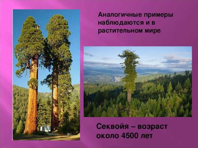 Аналогичные примеры наблюдаются и в растительном мире Секвойя – возраст около 4500 лет