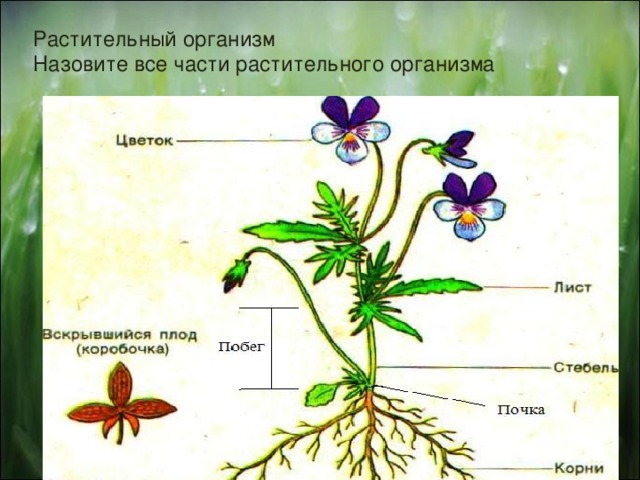 Тела растений имеет строение. Растительный организм. Растение целостный организм. Строение растительного организма. Растение как организм.