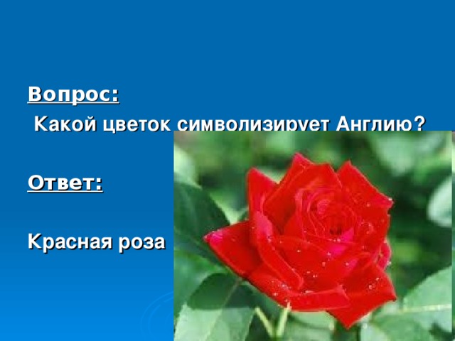 Вопрос:  Какой цветок символизирует Англию?  Ответ:  Красная роза