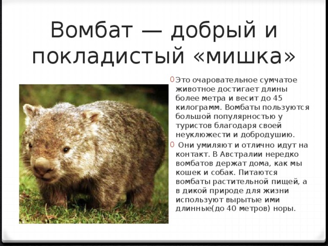 Wombat перевод. Вомбат краткое описание. Вомбат информация о животном. Животное вомбат сообщение. Маленький доклад про вомбата.