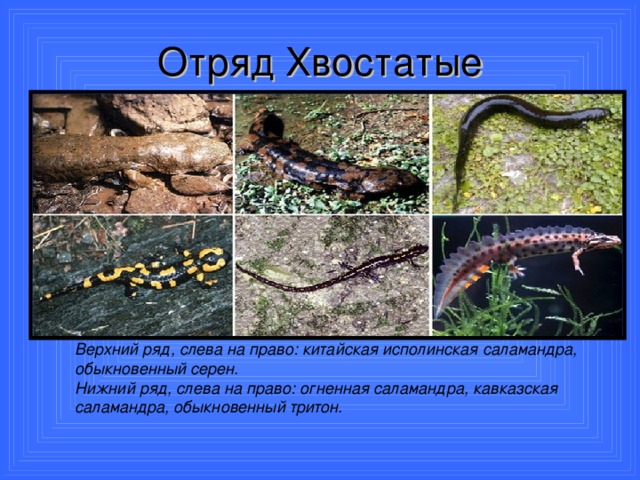 Отряд Хвостатые Верхний ряд, слева на право: китайская исполинская саламандра, обыкновенный серен. Нижний ряд, слева на право: огненная саламандра, кавказская саламандра, обыкновенный тритон.