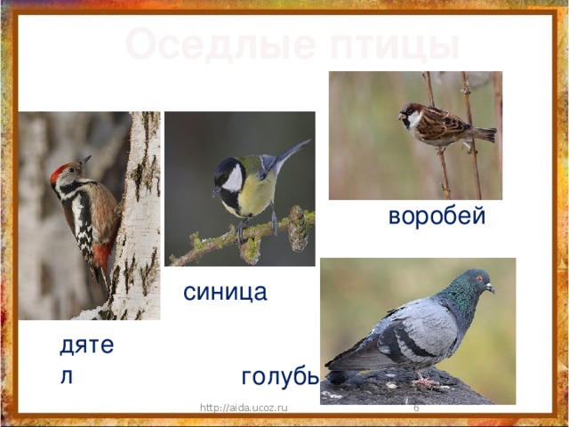 Оседлые птицы воробей синица дятел голубь http://aida.ucoz.ru