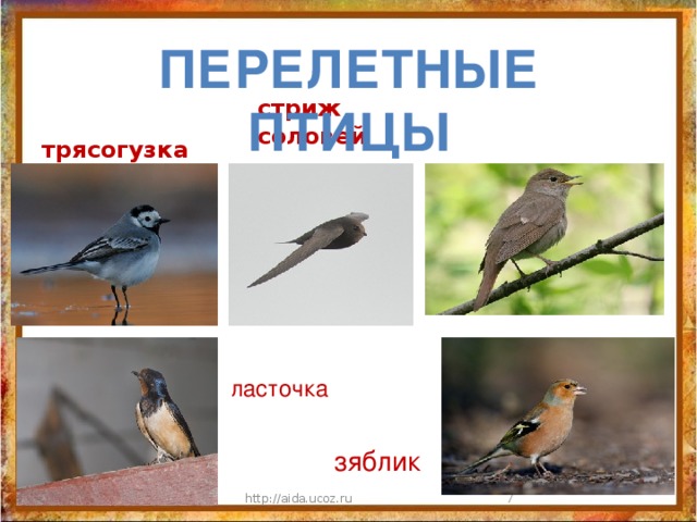 Перелетные птицы трясогузка  стриж соловей ласточка зяблик 11/10/16 http://aida.ucoz.ru