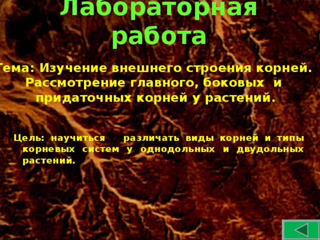 Лабораторная работа Тема: Изучение внешнего строения корней. Рассмотрение главного, боковых и придаточных корней у растений. Цель: научиться различать виды корней и типы корневых систем у однодольных и двудольных растений.