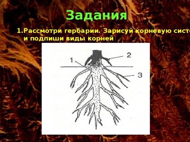 Корень картинка математика