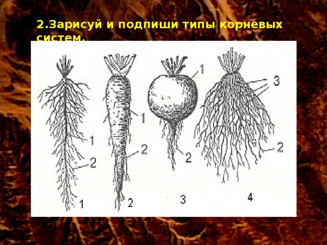 2.Зарисуй и подпиши типы корневых систем.