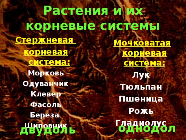 Растения и их корневые системы Стержневая корневая система : Морковь Одуванчик Клевер Фасоль Береза Шиповник  Мочковатая корневая система : Лук Тюльпан Пшеница Рожь Гладиолус однодольные двудольные