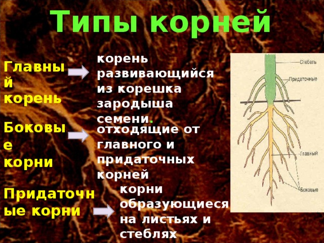 От главного корня придаточные. Придаточные корни и боковые корни. Боковые корни развиваются. Боковые корни главный корень стебель. Придаточные корни от листьев.