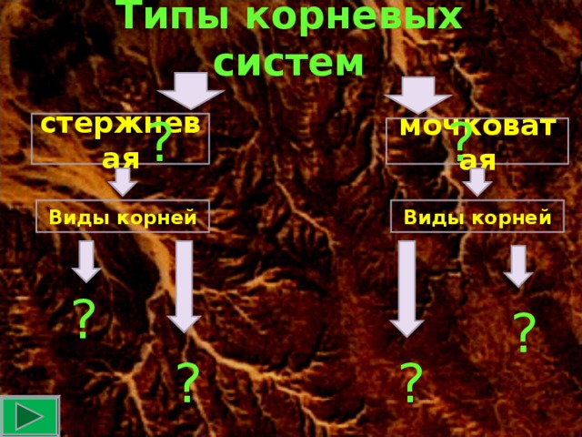 Типы корневых систем ? ? стержневая мочковатая Виды корней Виды корней ? ? ? ?