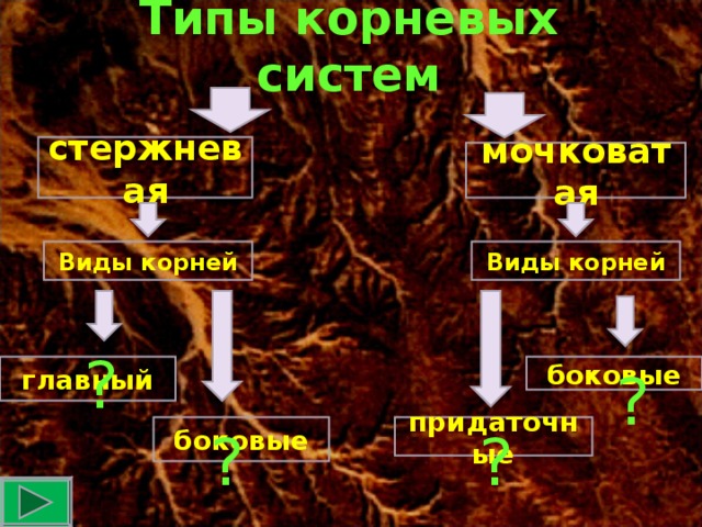 Типы корневых систем стержневая мочковатая Виды корней Виды корней ? главный боковые ? придаточные боковые ? ?