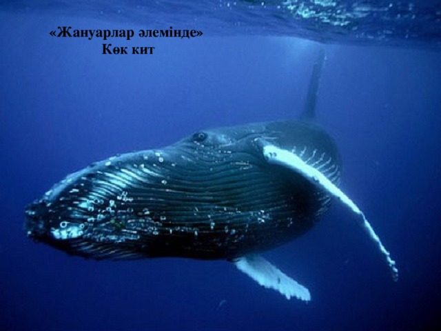 «Жануарлар әлемінде»  Көк кит