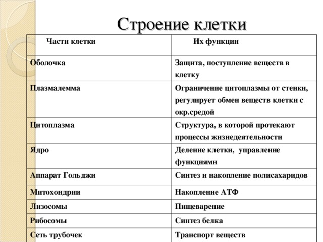 Биология 10 класс строение клетки презентация 10 класс