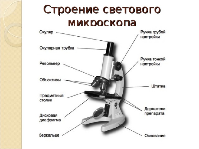Строение светового микроскопа