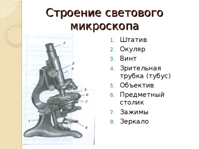 Строение микроскопа рисунок с подписями
