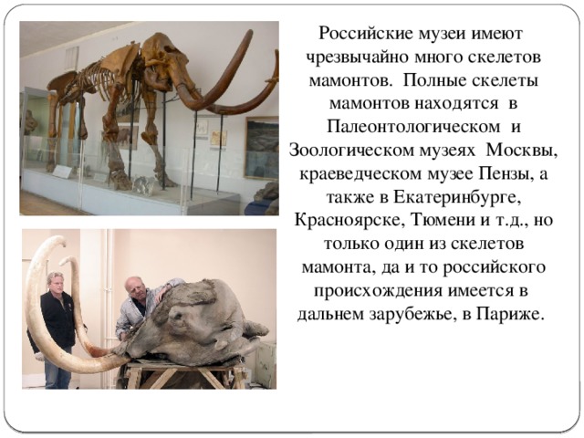 Российские музеи имеют  чрезвычайно много скелетов мамонтов.  Полные скелеты мамонтов находятся  в Палеонтологическом  и Зоологическом музеях  Москвы, краеведческом музее Пензы, а также в Екатеринбурге, Красноярске, Тюмени и т.д., но только один из скелетов мамонта, да и то российского происхождения имеется в  дальнем зарубежье, в Париже. 