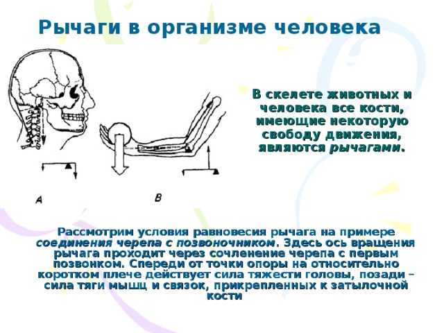 Рычаги в организме человека  В скелете животных и человека все кости, имеющие некоторую свободу движения, являются рычагами .   Рассмотрим условия равновесия рычага на примере соединения черепа с позвоночником . Здесь ось вращения рычага проходит через сочленение черепа с первым позвонком. Спереди от точки опоры на относительно коротком плече действует сила тяжести головы, позади – сила тяги мышц и связок, прикрепленных к затылочной кости