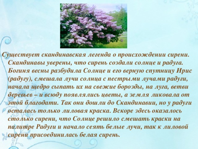 Существует скандинавская легенда о происхождении сирени. Скандинавы уверены, что сирень создали солнце и радуга. Богиня весны разбудила Солнце и его верную спутницу Ирис (радугу), смешала лучи солнца с пестрыми лучами радуги, начала щедро сыпать их на свежие борозды, на луга, ветви деревьев – и всюду появлялись цветы, а земля ликовала от этой благодати. Так они дошли до Скандинавии, но у радуги осталась только лиловая краска. Вскоре здесь оказалось столько сирeни, что Солнце решило смешать краски на палитре Радуги и начало сеять белые лучи, так к лиловой сирeни присоединилась белая сирень.