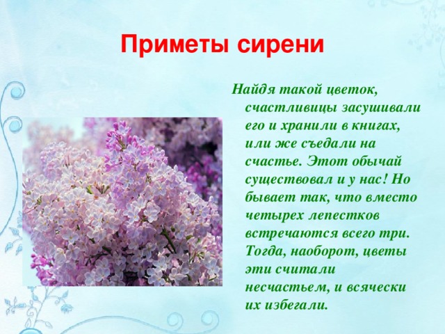 Приметы сирени Найдя такой цветок, счастливицы засушивали его и хранили в книгах, или же съедали на счастье. Этот обычай существовал и у нас! Но бывает так, что вместо четырех лепестков встречаются всего три. Тогда, наоборот, цветы эти считали несчастьем, и всячески их  избегали.