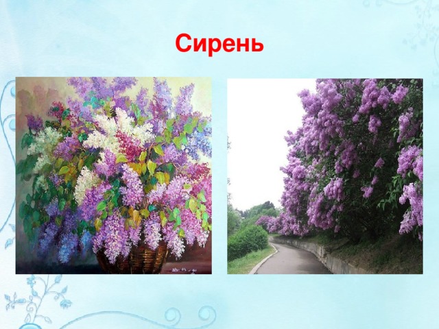 Сирень