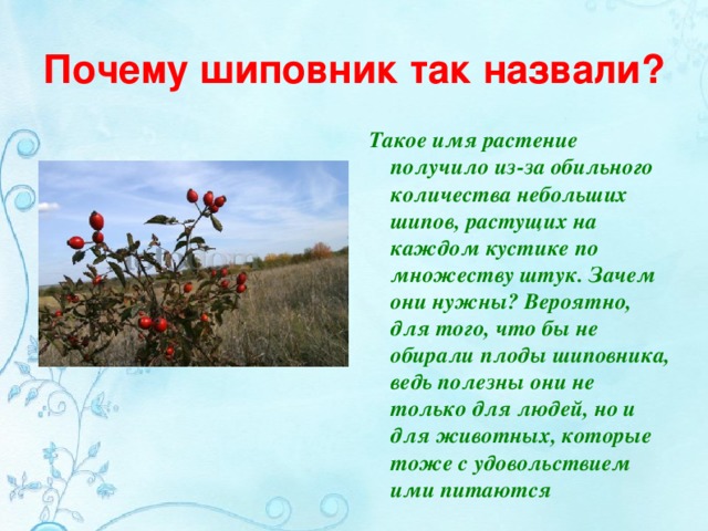 Зачем растения. Шиповник почему так называется. Почему шиповник так назвали. Почему так назвали растение шиповник. Кустарники Ростовской области.