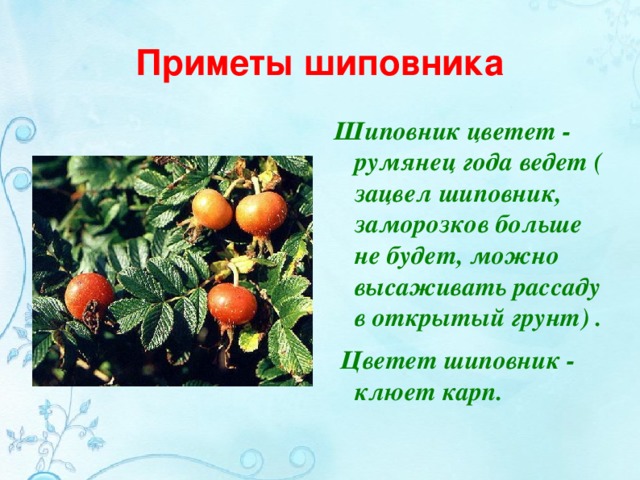 Приметы шиповника Шиповник цветет - румянец года ведет ( зацвел шиповник, заморозков больше не будет, можно высаживать рассаду в открытый грунт) .  Цветет шиповник - клюет карп.