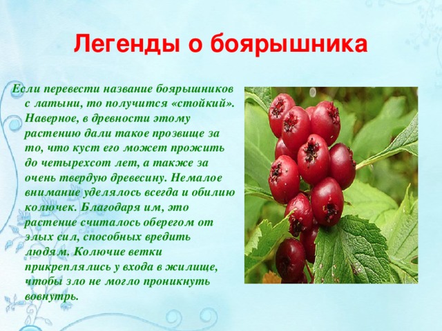 Легенды о боярышника Если перевести название боярышников с латыни, то получится «стойкий». Наверное, в древности этому растению дали такое прозвище за то, что куст его может прожить до четырехсот лет, а также за очень твердую древесину. Немалое внимание уделялось всегда и обилию колючек. Благодаря им, это растение считалось оберегом от злых сил, способных вредить людям. Колючие ветки прикреплялись у входа в жилище, чтобы зло не могло проникнуть вовнутрь.