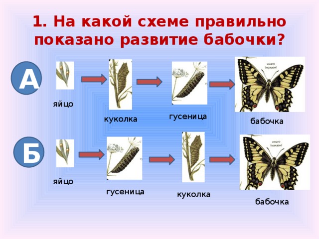 Жизненный цикл бабочек