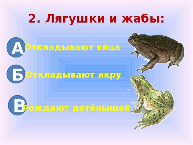 2. Лягушки и жабы: А Откладывают яйца Б Откладывают икру В Рождают детёнышей