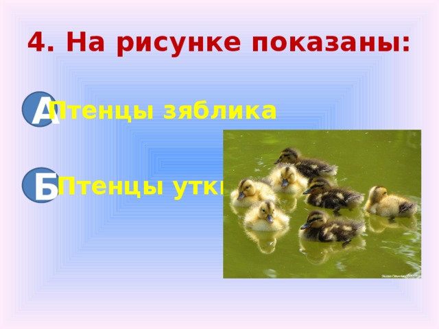 4. На рисунке показаны: А Птенцы зяблика Б Птенцы утки