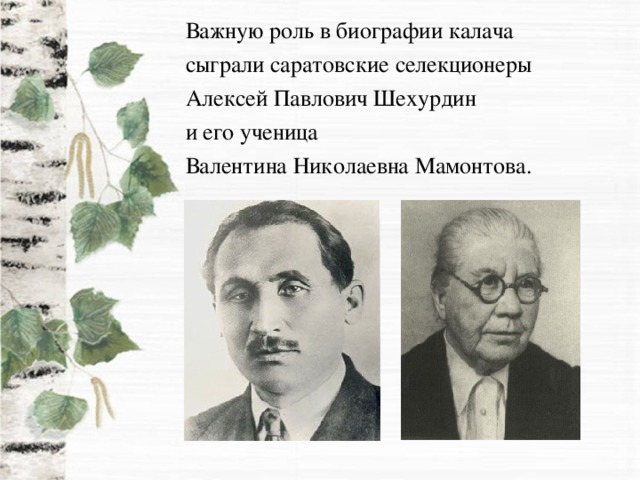 Важную роль в биографии калача сыграли саратовские селекционеры Алексей Павлович Шехурдин и его ученица Валентина Николаевна Мамонтова.