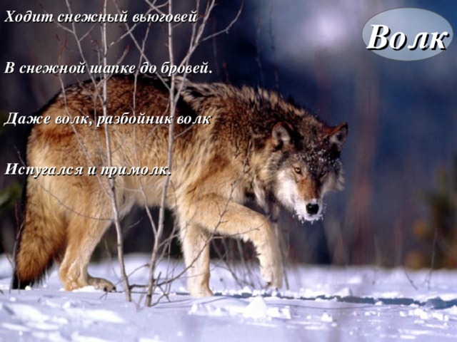 Ходит снежный вьюговей В снежной шапке до бровей. Даже волк, разбойник волк Испугался и примолк. Волк волк