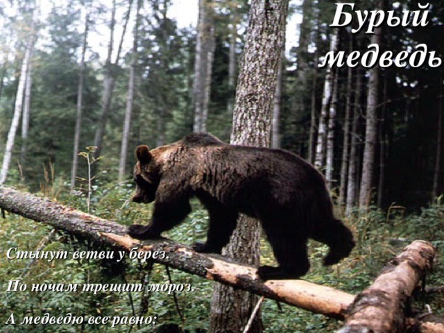 Бурый медведь Стынут ветви у берез. По ночам трещит мороз. А медведю все равно: Он в берлоге спит давно.