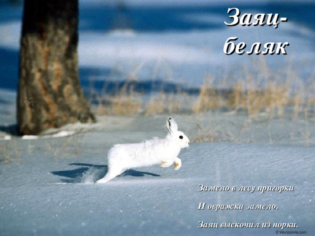 Заяц-беляк  заяц Замело в лесу пригорки И овражки замело. Заяц выскочил из норки. Тихо. Холодно. Бело.