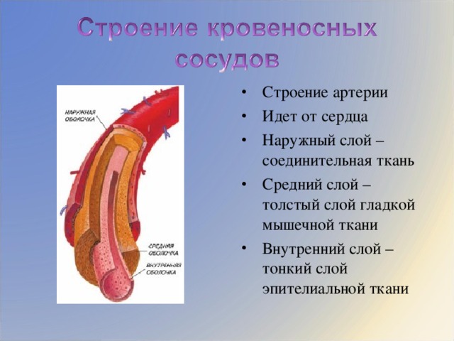 Строение артерии Идет от сердца Наружный слой – соединительная ткань Средний слой – толстый слой гладкой мышечной ткани Внутренний слой – тонкий слой эпителиальной ткани