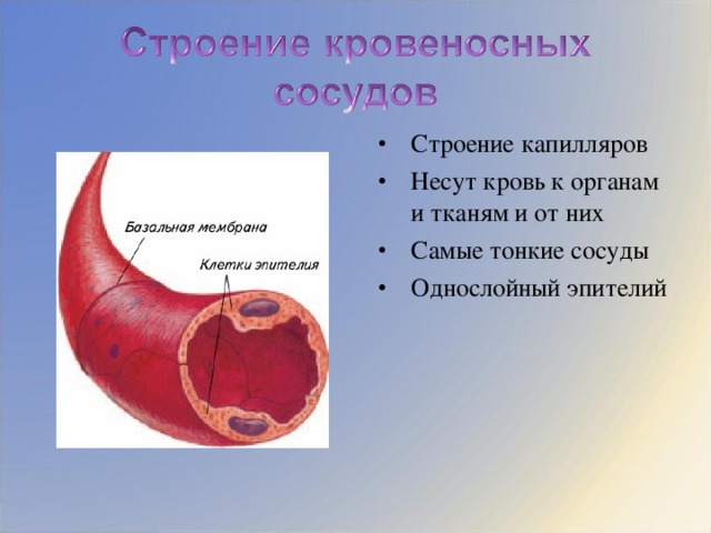 Строение капилляров Несут кровь к органам и тканям и от них Самые тонкие сосуды Однослойный эпителий