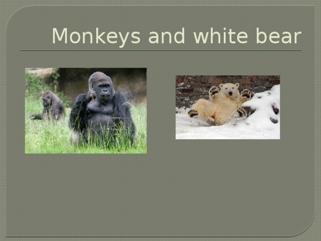 Monkeys and white bear