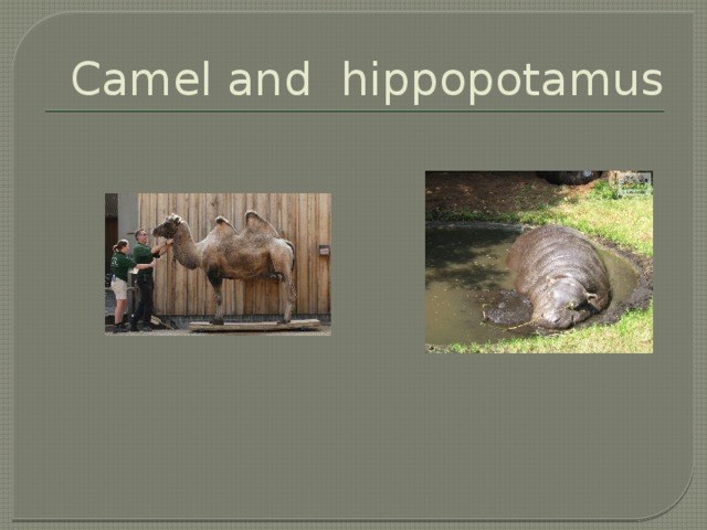 Camel and hippopotamus