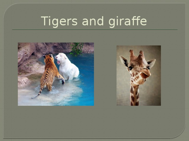 Tigers and giraffe
