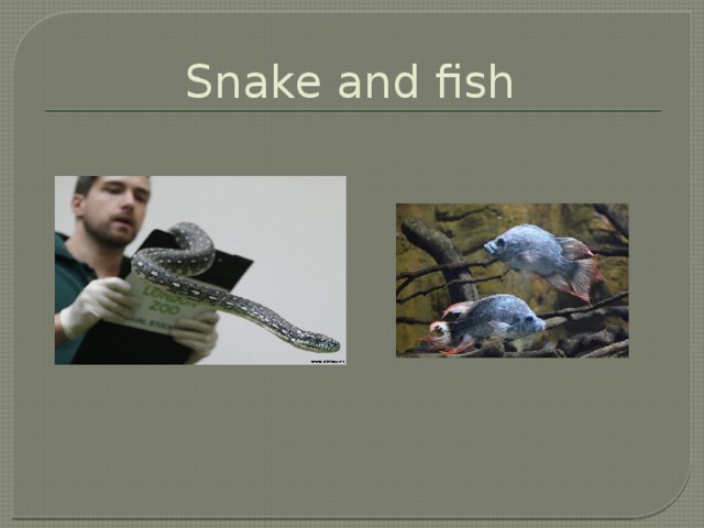 Snake and fish
