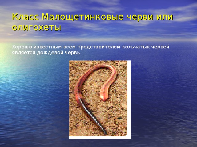 Класс Малощетинковые черви или олигохеты Хорошо известным всем представителем кольчатых червей является дождевой червь