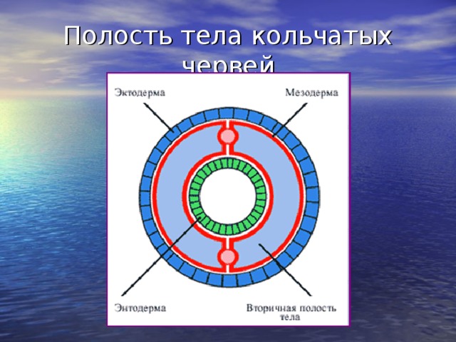 Полость тела кольчатых червей