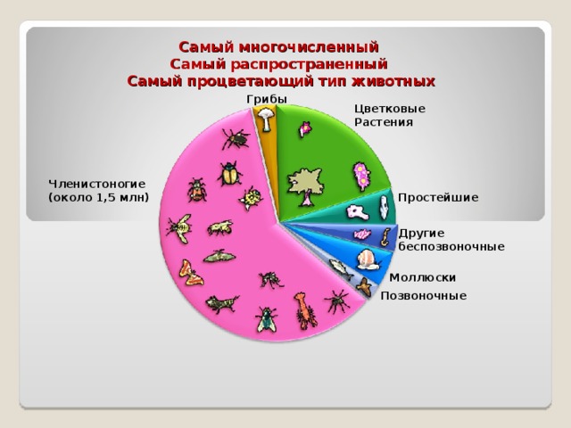 Самый многочисленный  Самый распространенный  Самый процветающий тип животных Грибы Цветковые Растения  Членистоногие (около 1,5 млн) Простейшие Другие беспозвоночные Моллюски Позвоночные