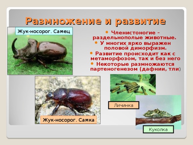 Размножение и развитие Жук-носорог. Самец Членистоногие – раздельнополые животные. У многих ярко выражен половой диморфизм. Развитие происходит как с метаморфозом, так и без него Некоторые размножаются партеногенезом (дафнии, тли ) Личинка Жук-носорог. Самка Куколка